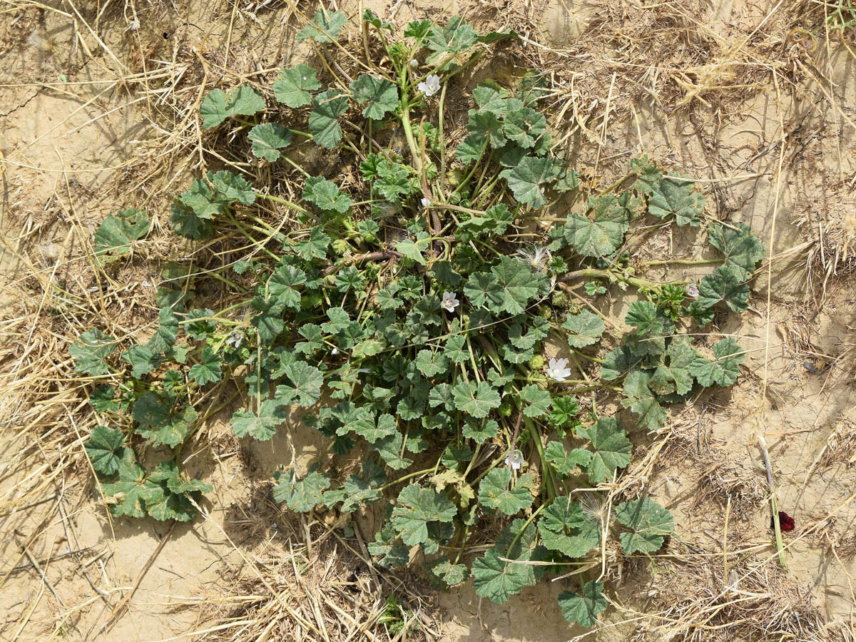 Изображение особи Malva neglecta.