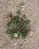 Trifolium ambiguum