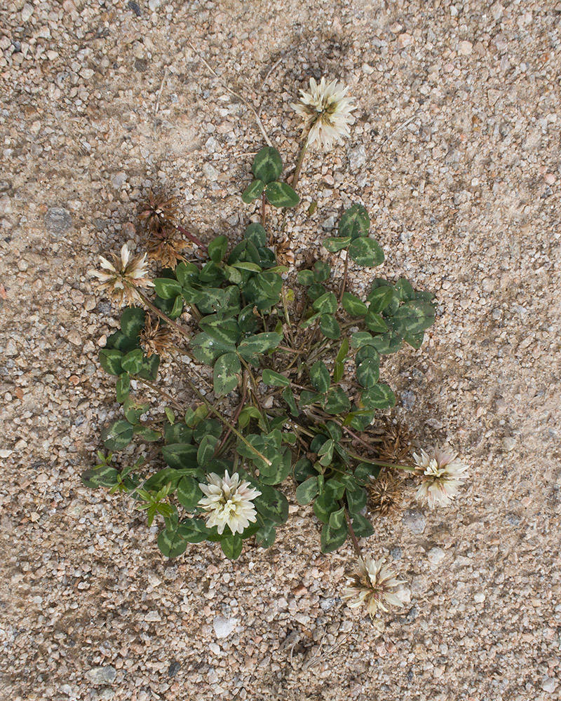 Изображение особи Trifolium ambiguum.