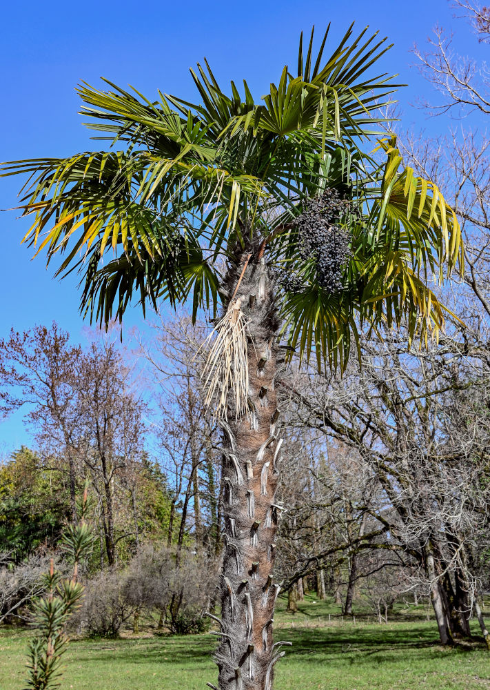 Image of Trachycarpus fortunei specimen.