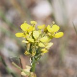 род Erysimum