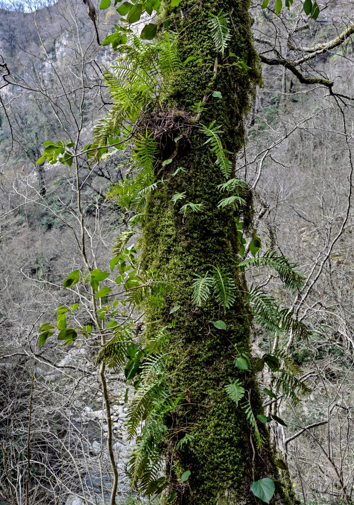 Image of Polypodium cambricum specimen.