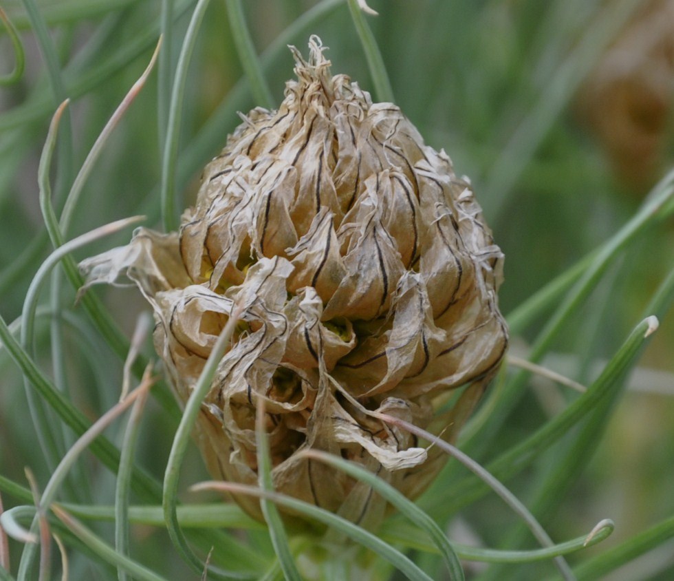 Image of Asphodeline lutea specimen.