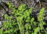 Herniaria glabra. Цветущие побеги. Московская обл., г. о. Серпухов, Ланьшинский карьер, песчаный берег. 25.05.2025.