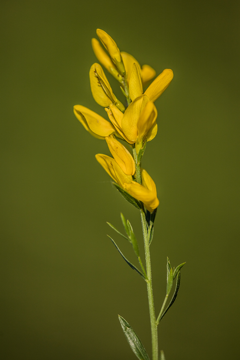 Image of genus Genista specimen.