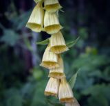 Image of taxon representative. Author is Игорь Павлов