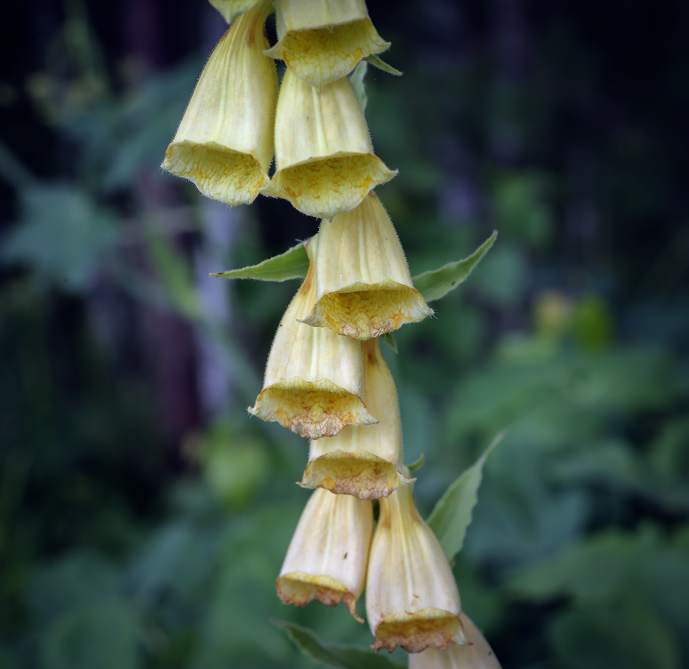 Image of Digitalis grandiflora specimen.