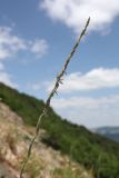 Elytrigia scythica. Верхушка соцветия. Крым, гора Чатырдаг, восточный склон, каменистая степь на крутом участке среди леса. 18 июня 2025 г.