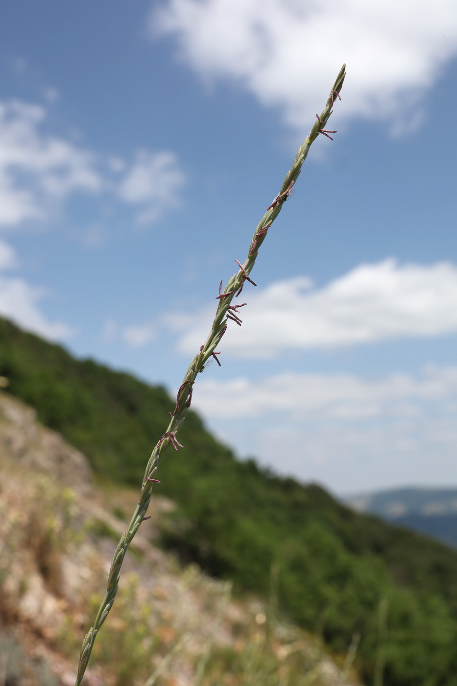 Image of Elytrigia scythica specimen.