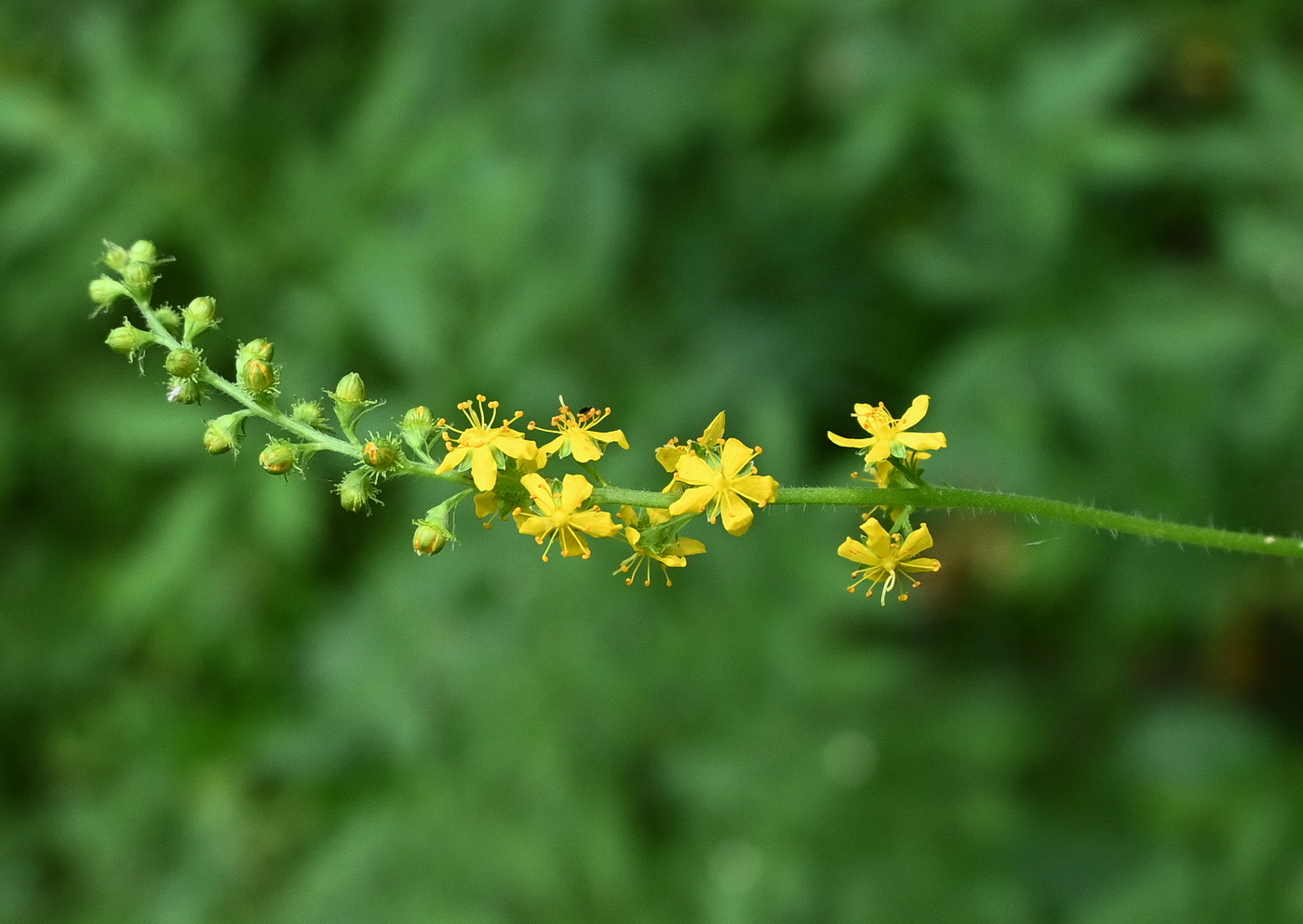 Изображение особи Agrimonia pilosa.