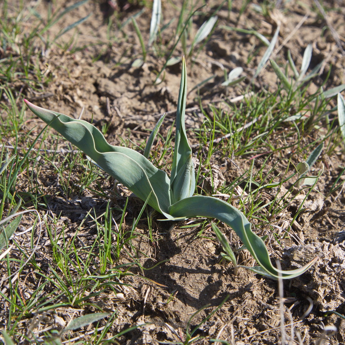 Изображение особи Tulipa suaveolens.