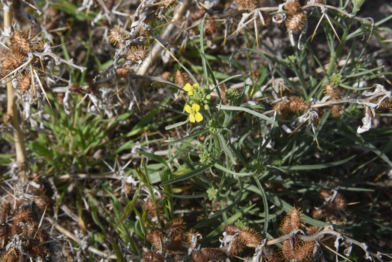 Image of genus Erysimum specimen.