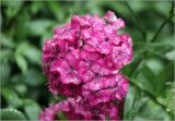 Dianthus barbatus