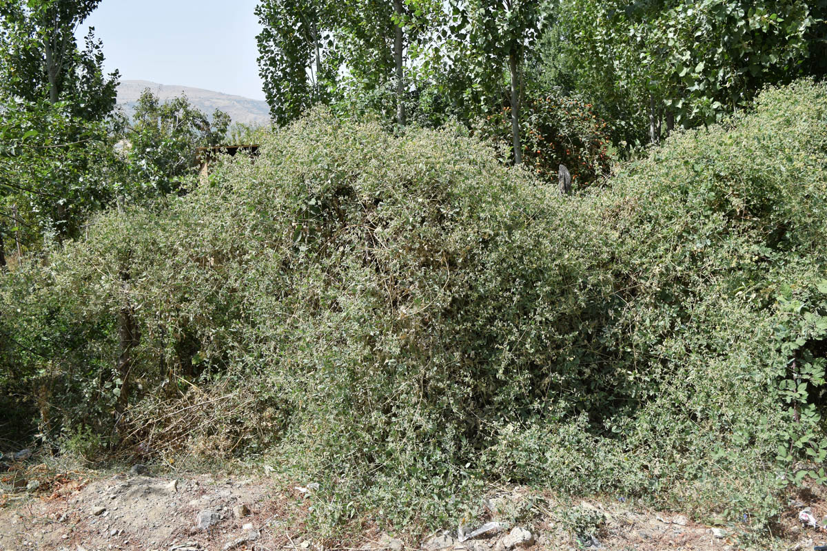 Image of Clematis orientalis specimen.