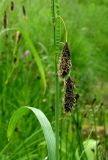 genus Carex