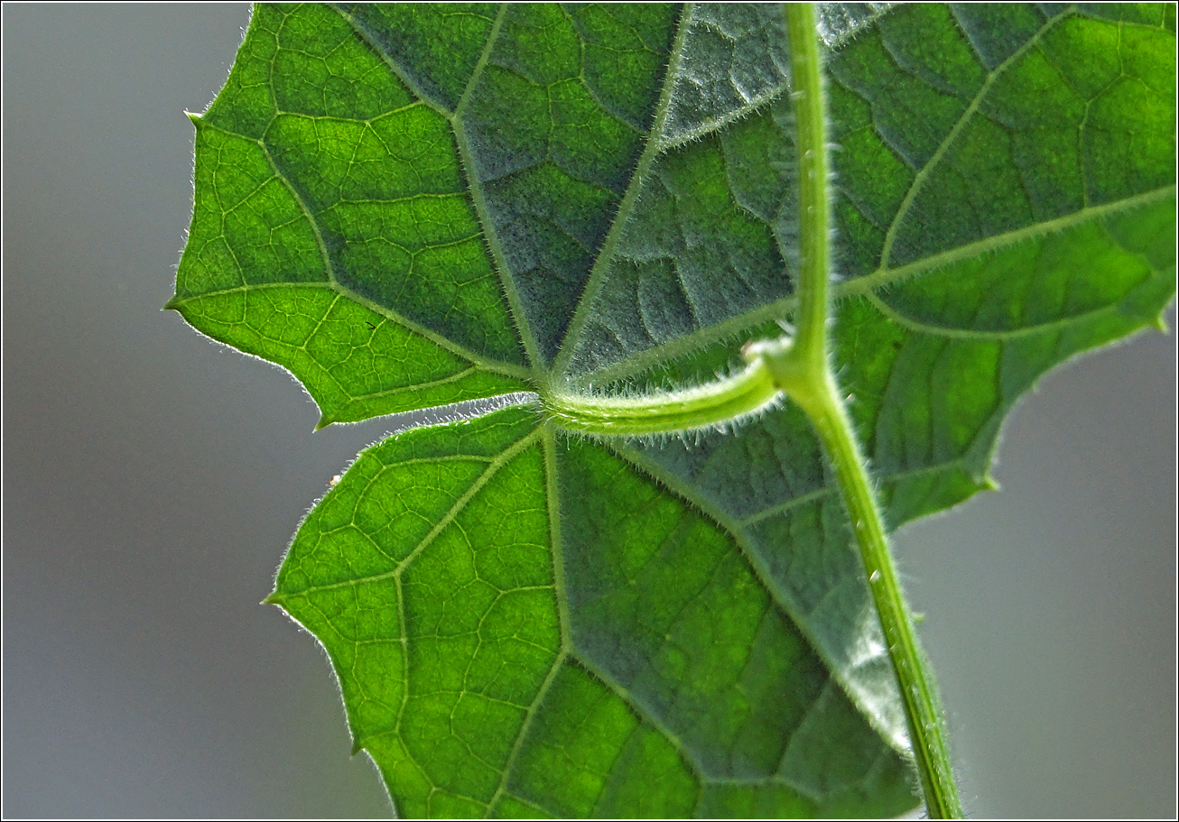 Изображение особи Melothria scabra.