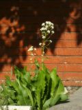 Armoracia rusticana