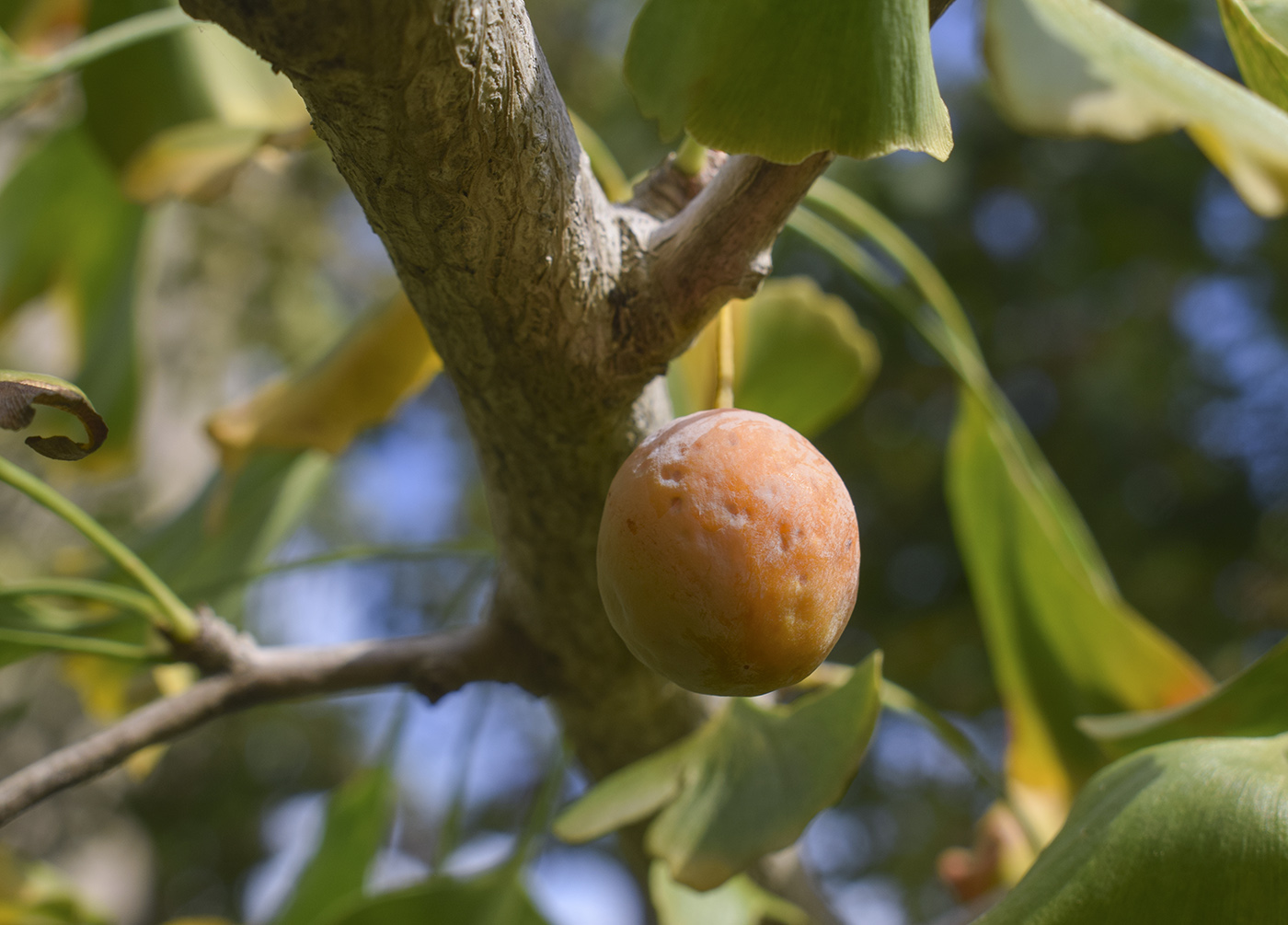 Изображение особи Ginkgo biloba.