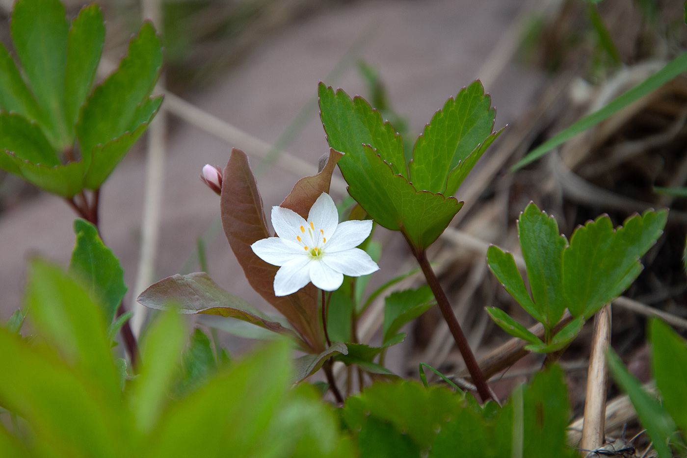 Image of Trientalis europaea specimen.