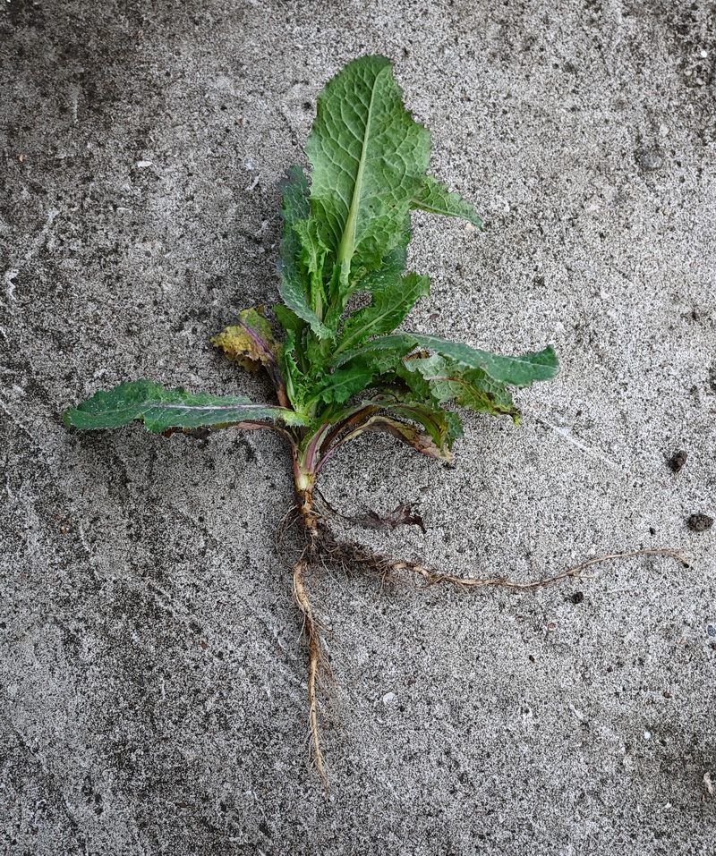 Image of Sonchus asper specimen.