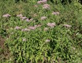 Eupatorium cannabinum. Цветущие растения. Белгородская обл., Ракитянский р-н, окр. с. Венгеровка; пойма р. Пена, заливаемый талыми водами луг. 7 августа 2022 г.