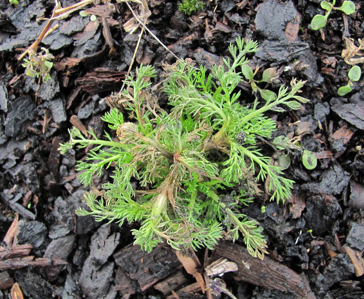 Image of Matricaria discoidea specimen.