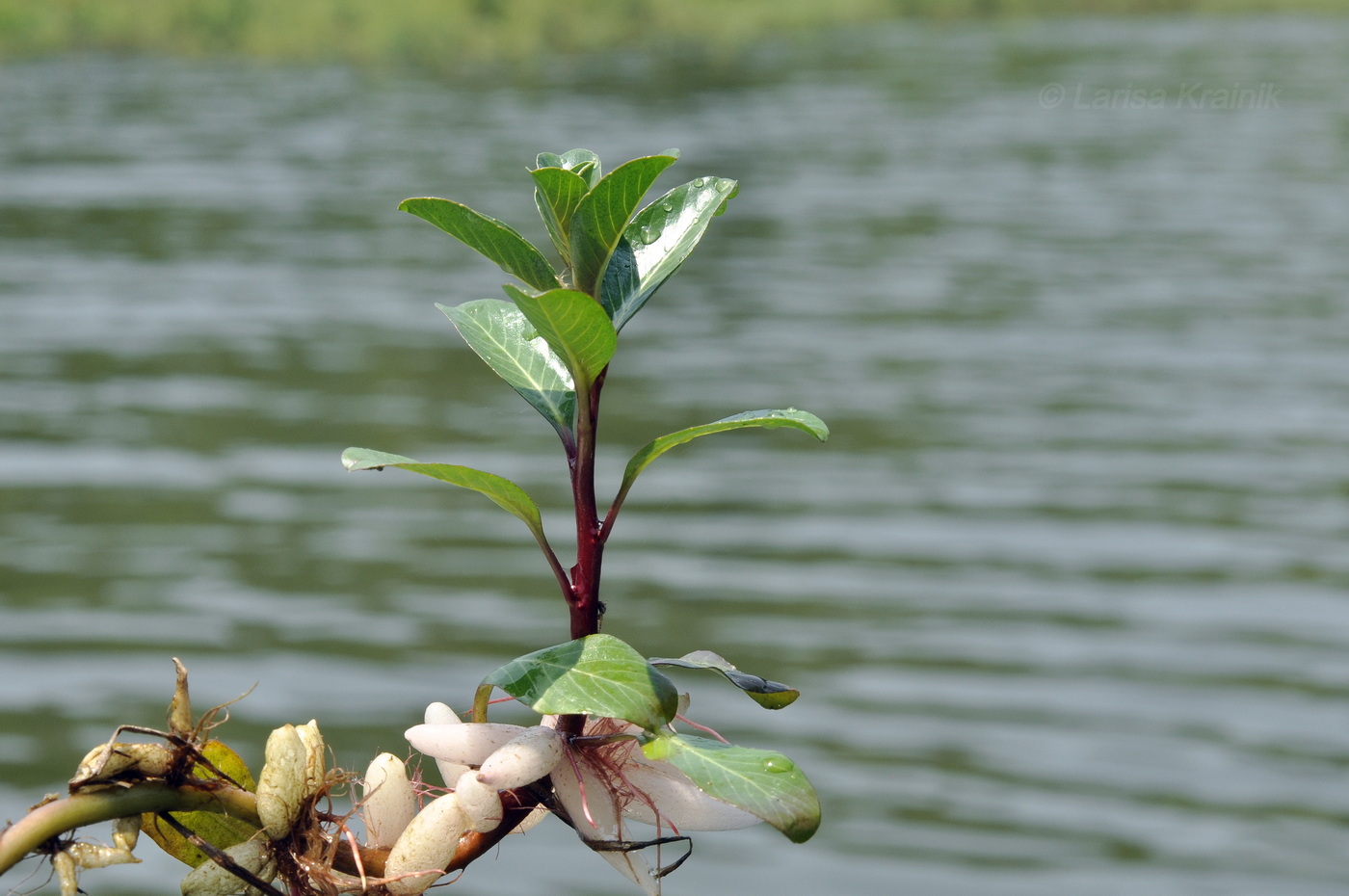 Image of Ludwigia adscendens specimen.