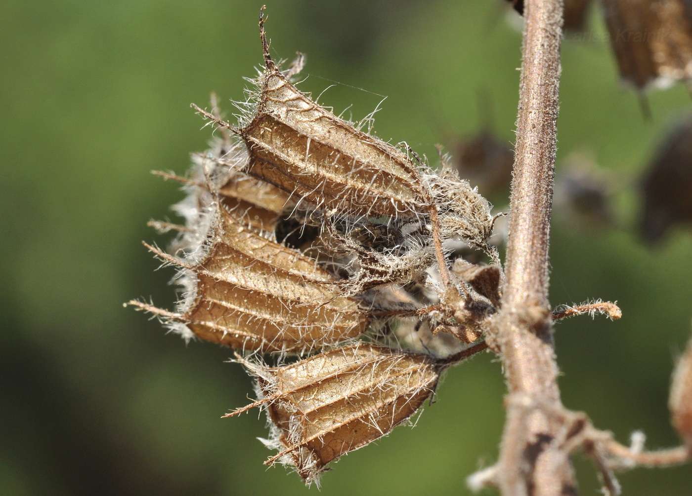 Image of Mesosphaerum suaveolens specimen.