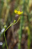 Utricularia intermedia. Верхушка цветущего растения. Карелия, восточный берег оз. Топозеро, низинное болото вблизи песчаного пляжа. 31.07.2025.