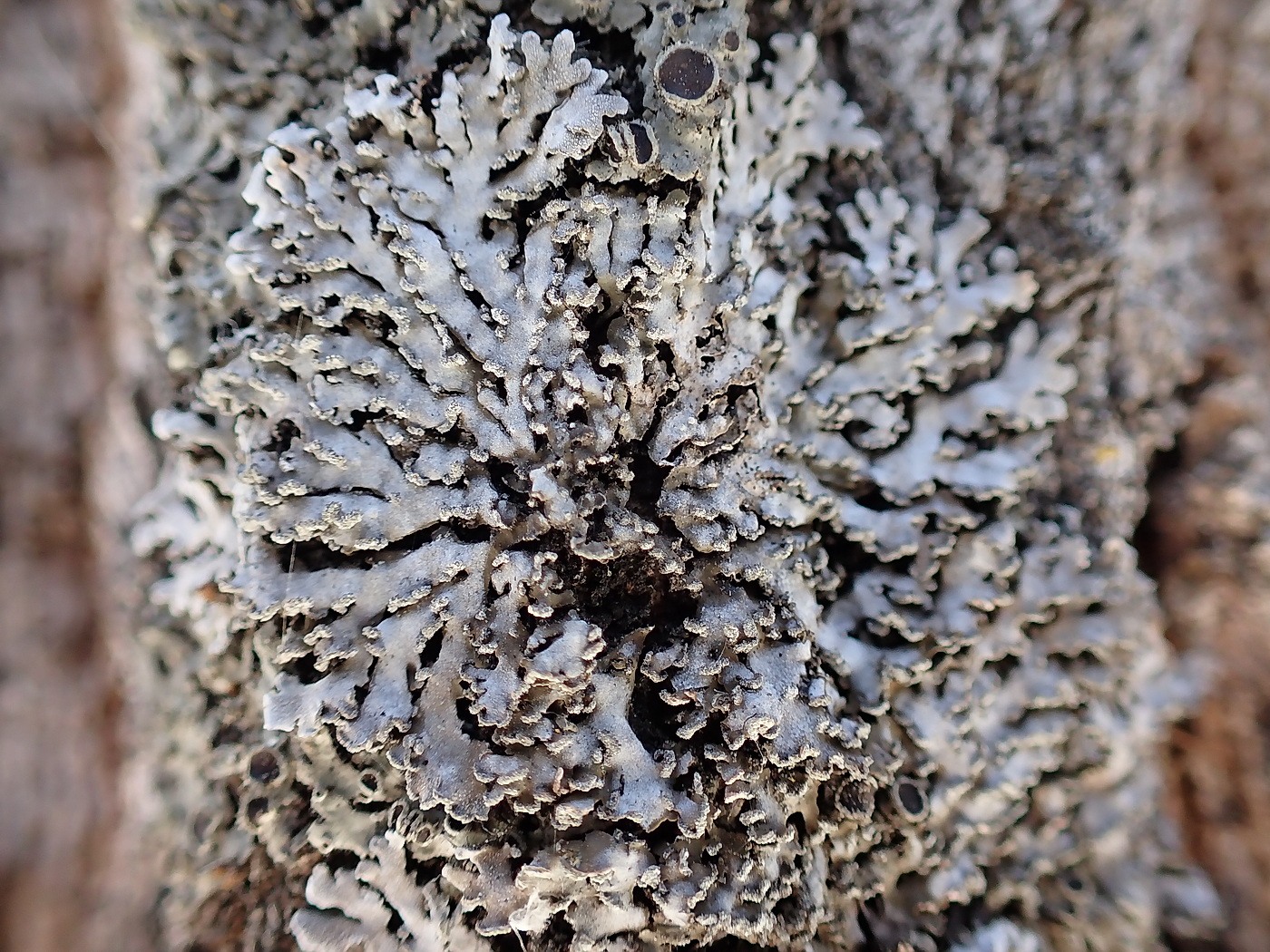 Изображение особи семейство Physciaceae.