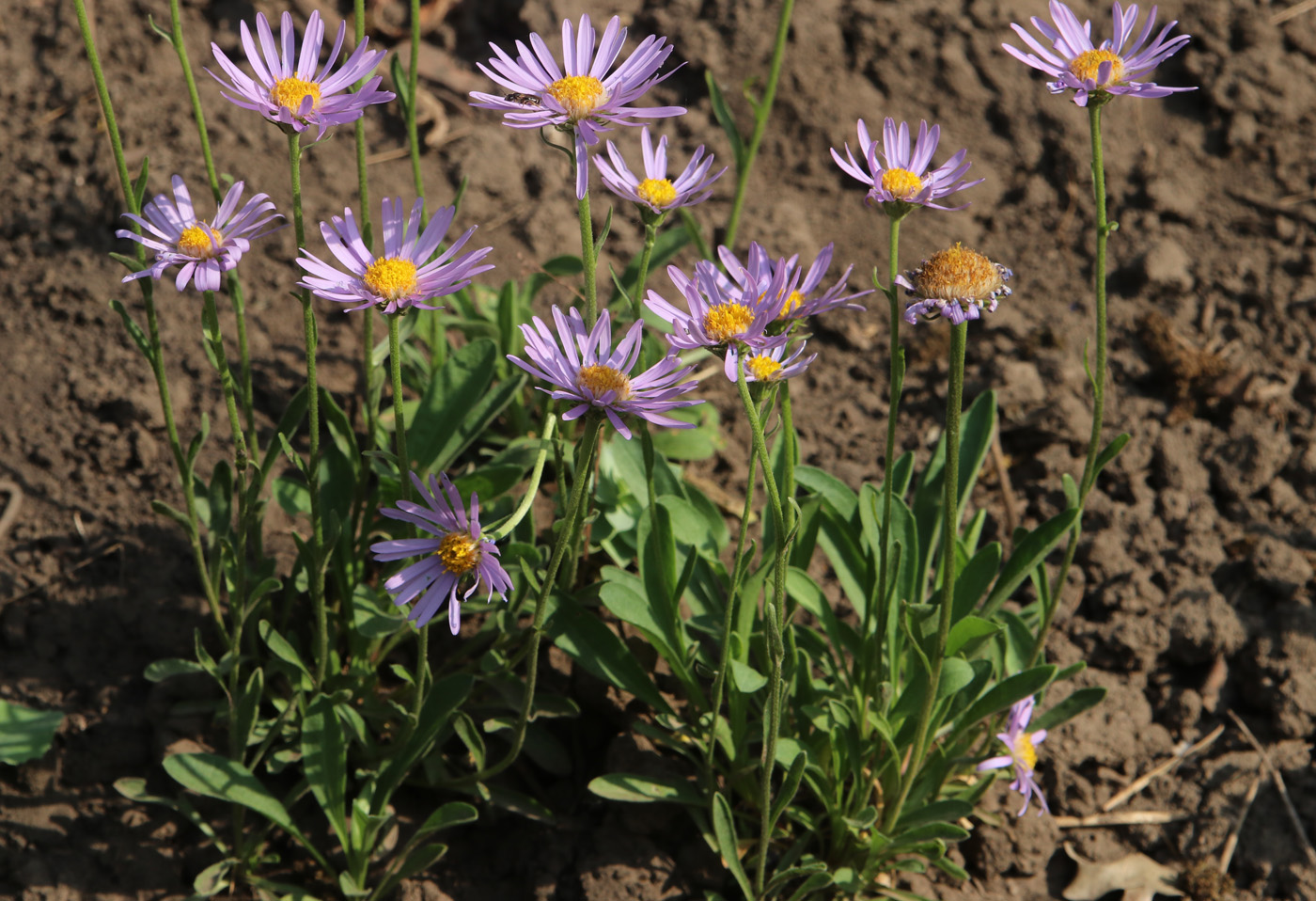Image of Aster serpentimontanus specimen.
