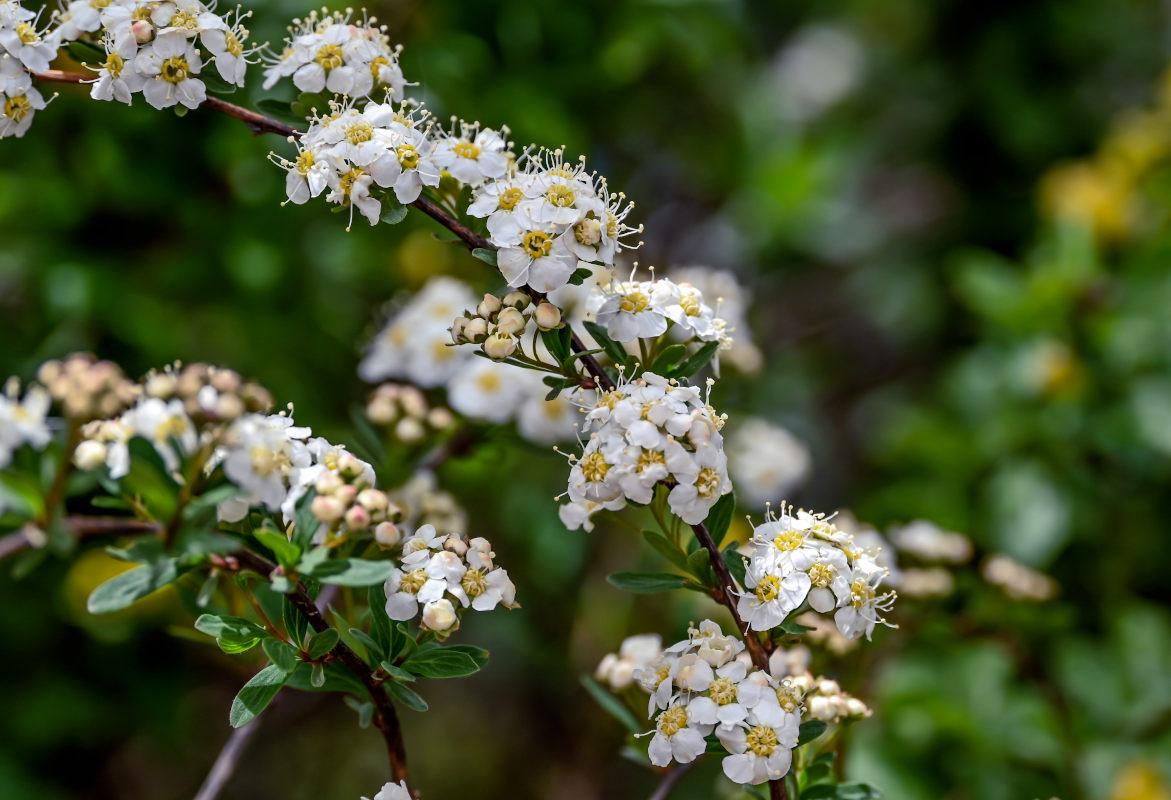 Image of Spiraea canescens specimen.