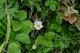 genus Fragaria