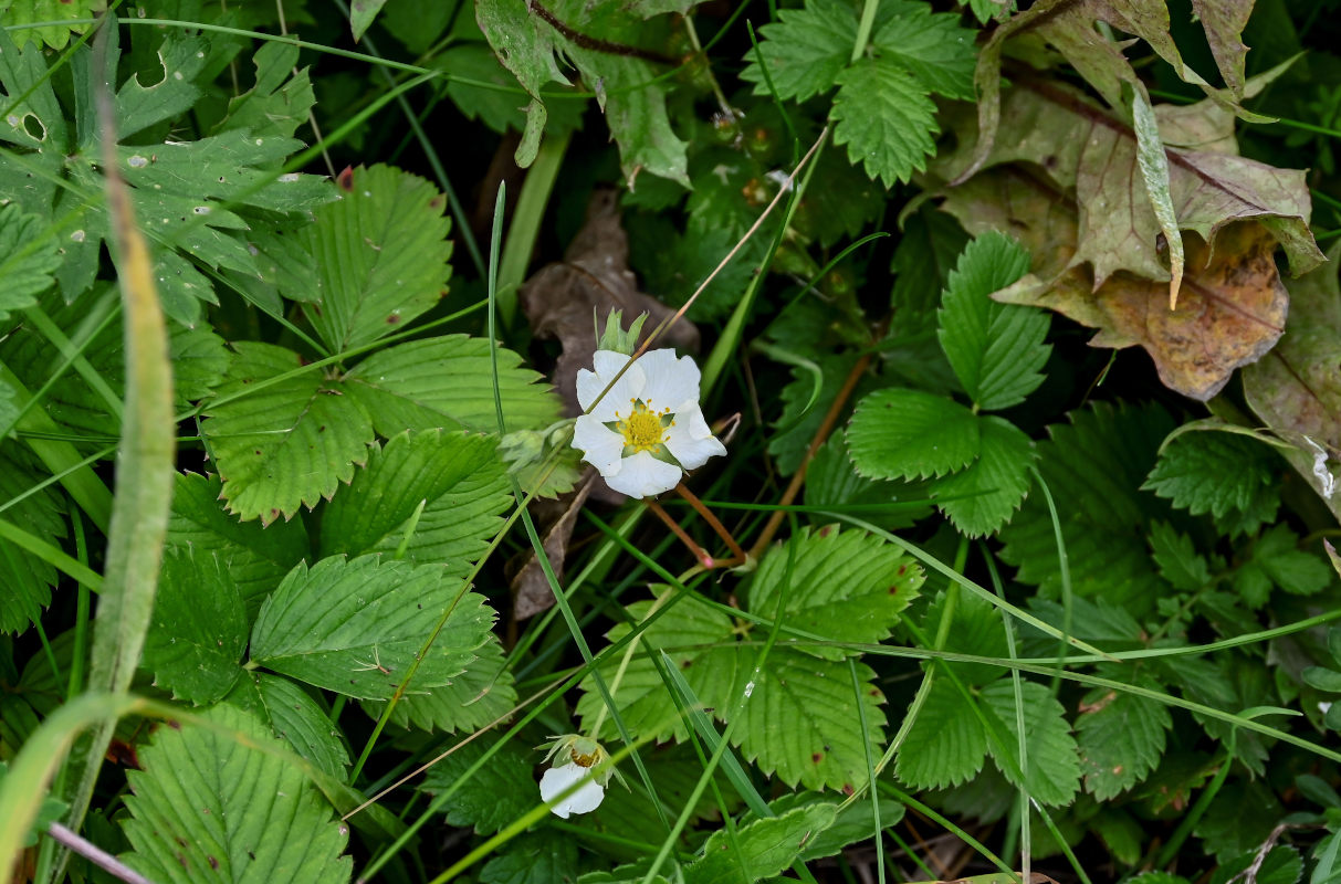 Image of genus Fragaria specimen.