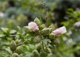 Hibiscus syriacus. Незрелые плоды и цветки. Ставропольский край, г. Пятигорск, городское озеленение. 27.09.2025.