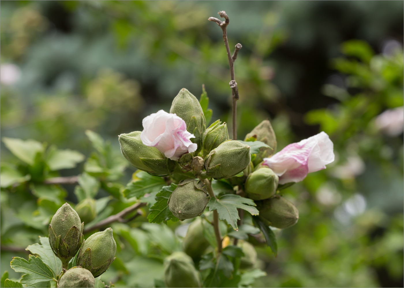 Изображение особи Hibiscus syriacus.