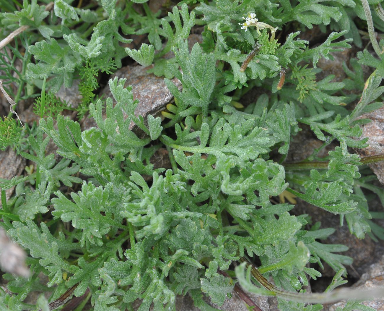 Image of Unknown species specimen.