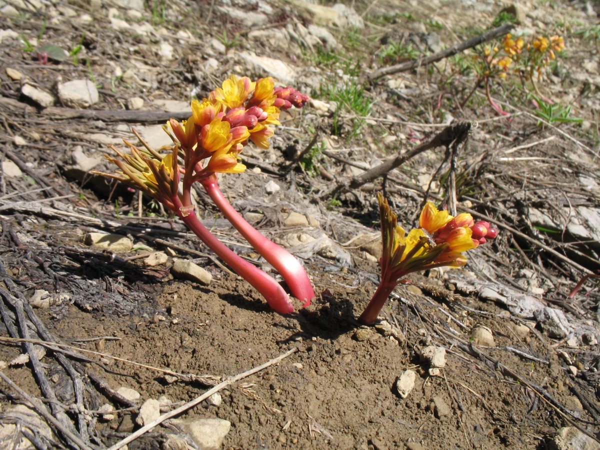 Image of Gymnospermium alberti specimen.