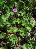 Geranium molle