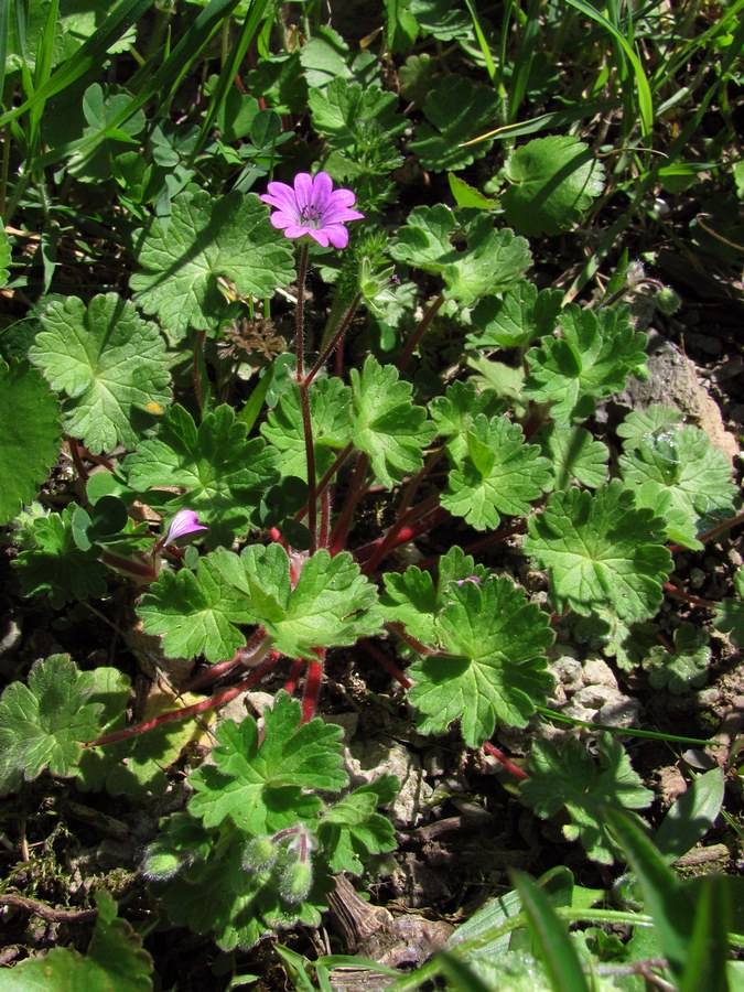 Изображение особи Geranium molle.