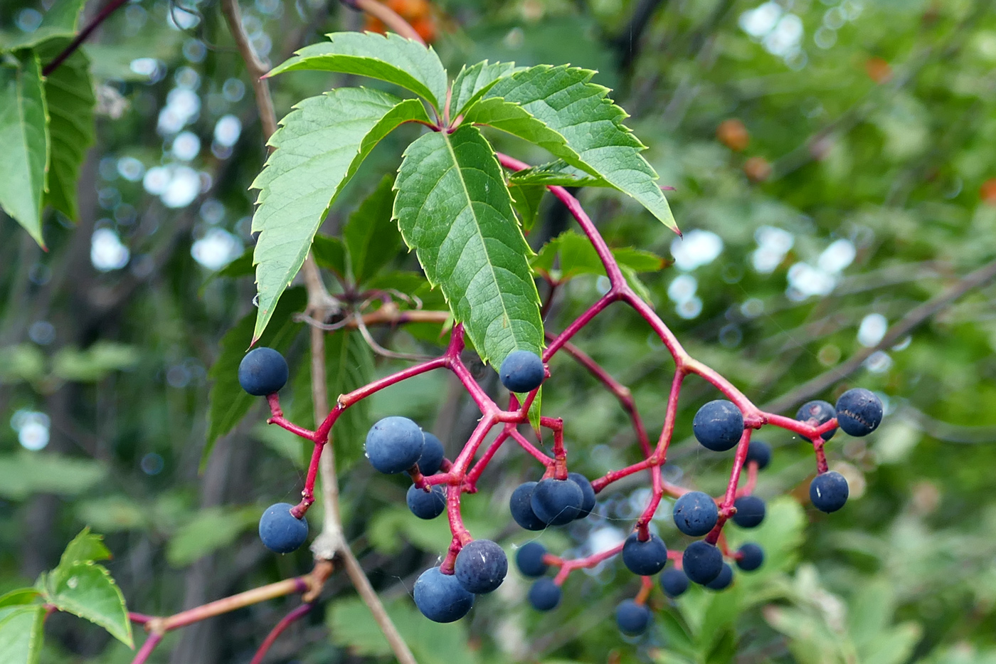 Изображение особи Parthenocissus quinquefolia.
