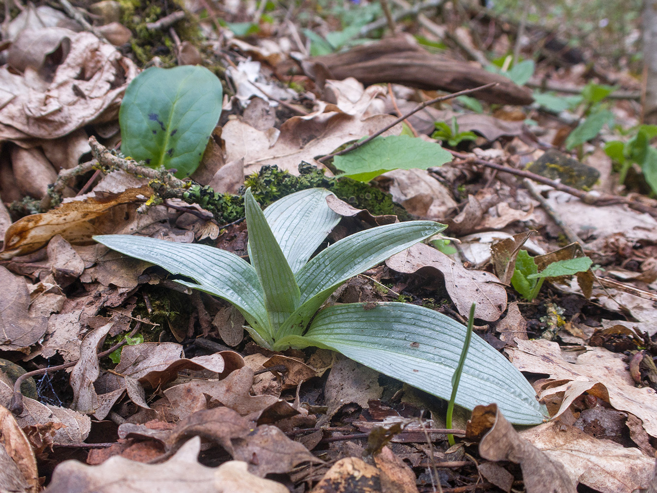 Изображение особи род Orchis.