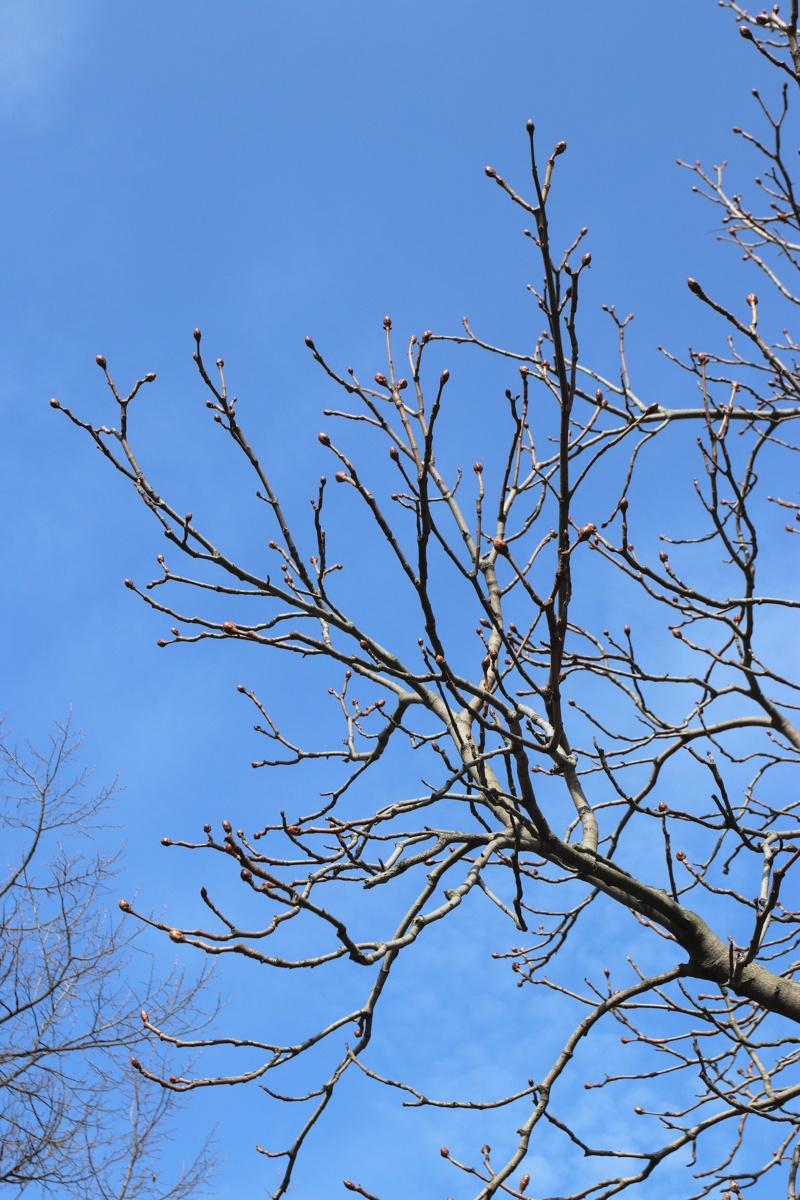 Image of Aesculus hippocastanum specimen.