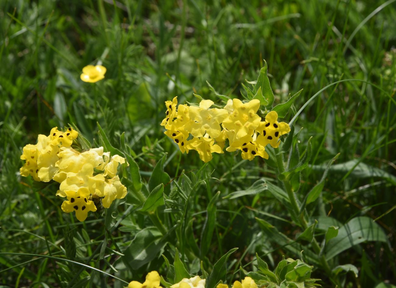 Image of Huynhia pulchra specimen.
