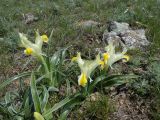 Juno orchioides. Цветущее растение. Казахстан, Туркестанская обл., хр. Таласский Алатау, буферная зона запов. Аксу-Жабаглы, плато Таскора. 27 апреля 2026 г.