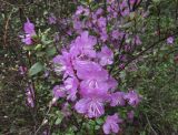 Rhododendron ledebourii. Цветущая ветвь. Красноярский край, Ермаковский р-н, парк \"Ергаки\", дол. р. Ус близ ст. Иджим, смешанный хвойный лес рододендроновый. 07.05.2026.
