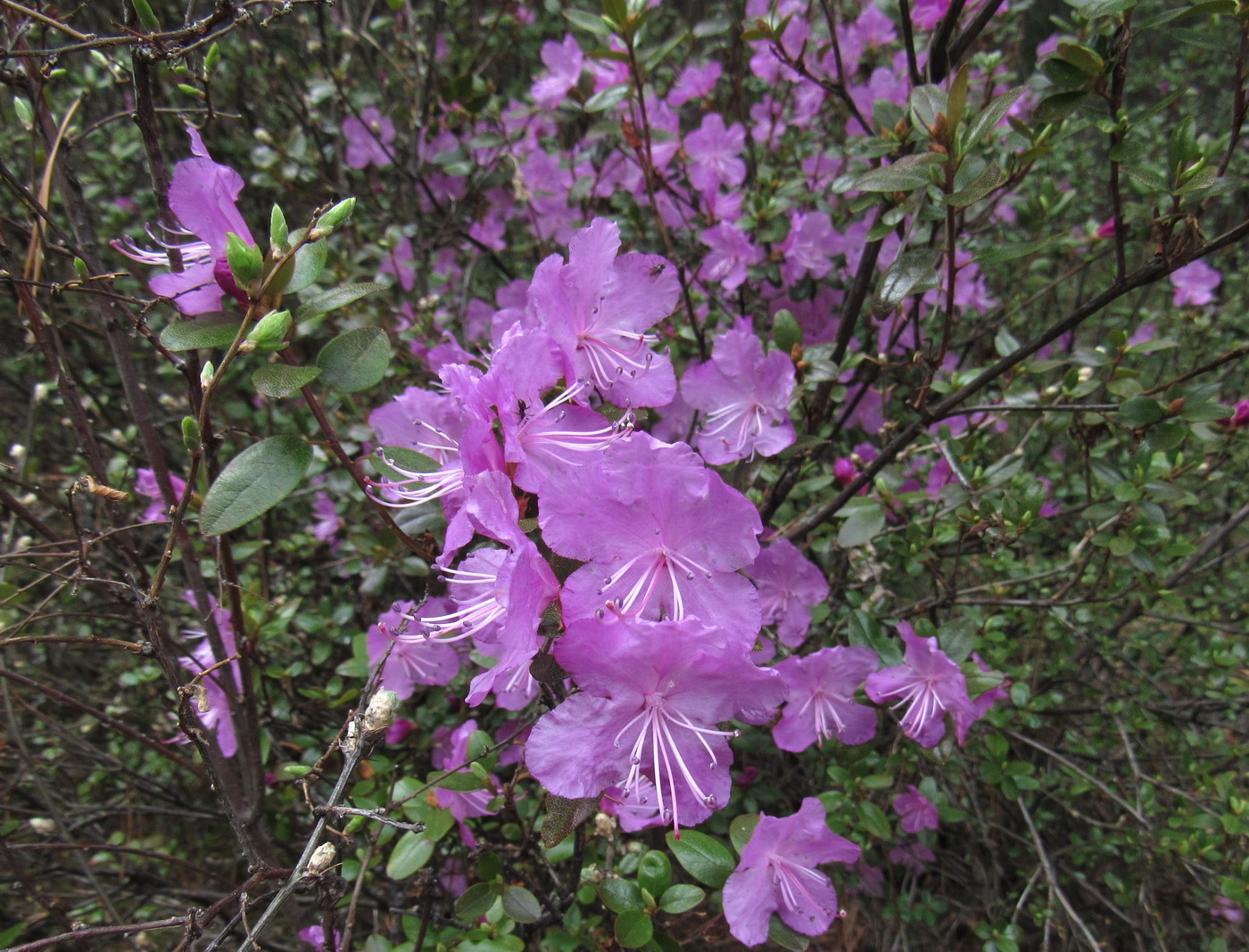 Image of Rhododendron ledebourii specimen.