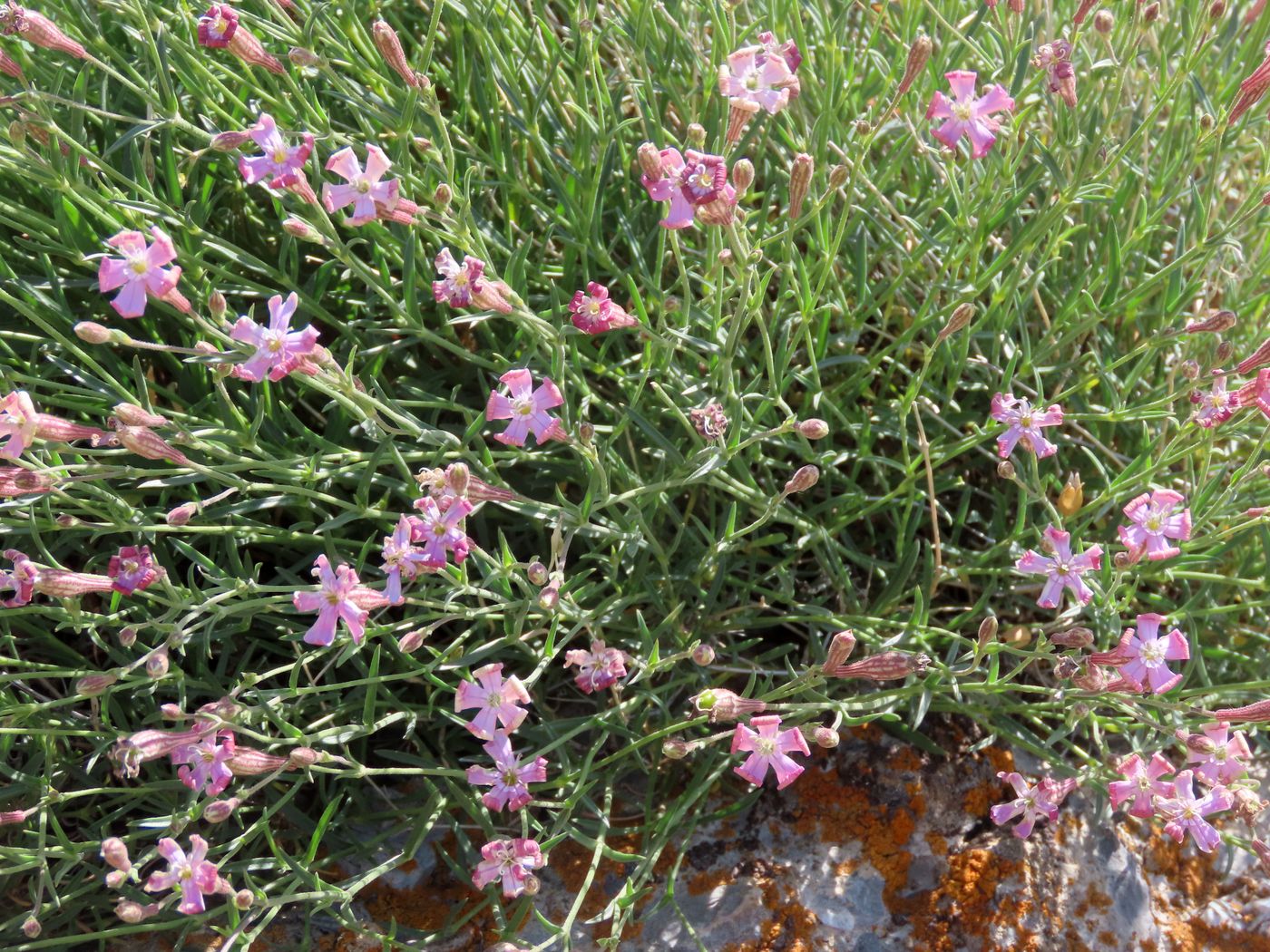 Изображение особи Silene brahuica.