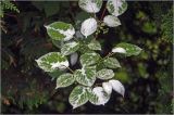 Actinidia kolomikta. Верхушка ветви с бутонизирующими соцветиями. Московская обл., Раменский р-н, окр. дер. Хрипань, садовый участок. 03.06.2026.