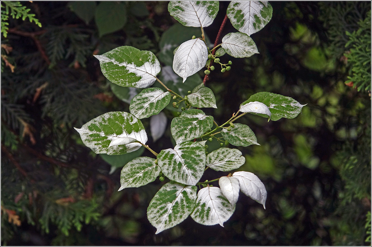 Image of Actinidia kolomikta specimen.